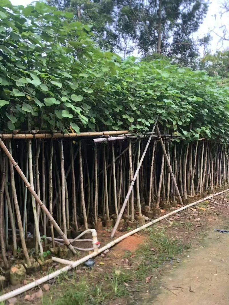 黄槿2至15公分，大量出售