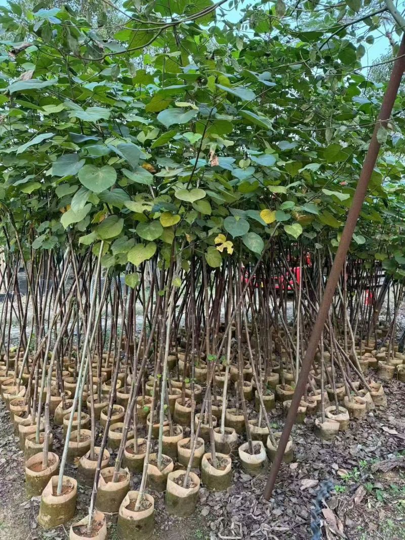 黄槿2至15公分，大量出售