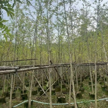 银杏5-10分大量出售