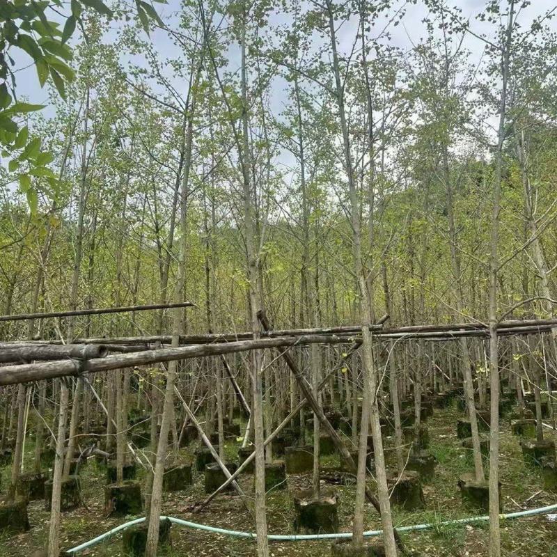 银杏5-10分大量出售