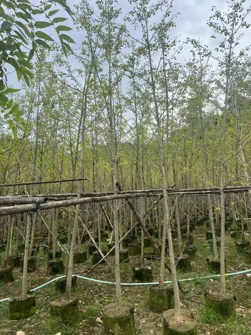 银杏5-10分大量出售