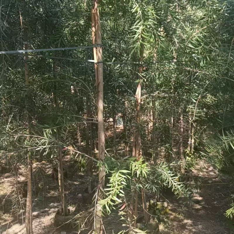 串钱柳2-4分，大量低价出售