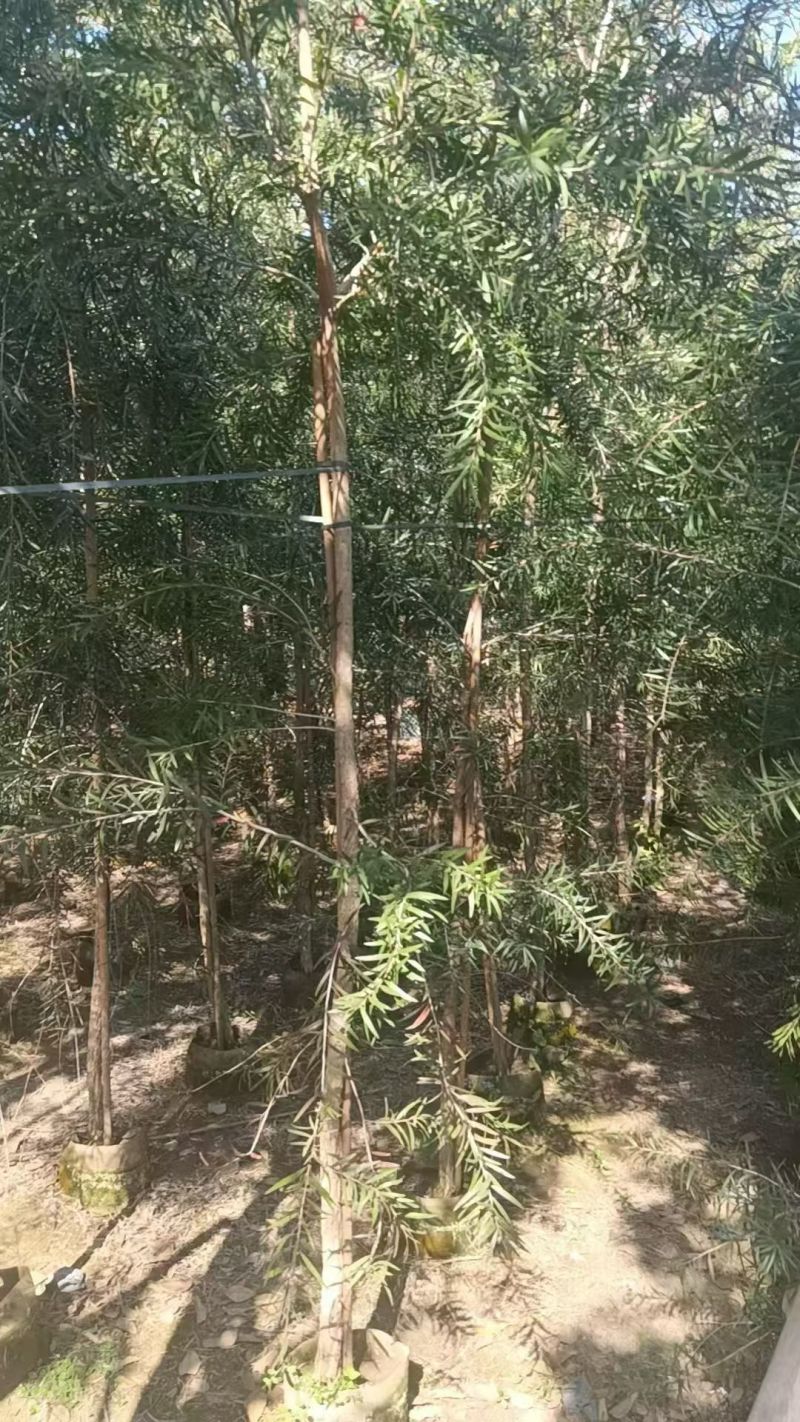 串钱柳2-4分，大量低价出售
