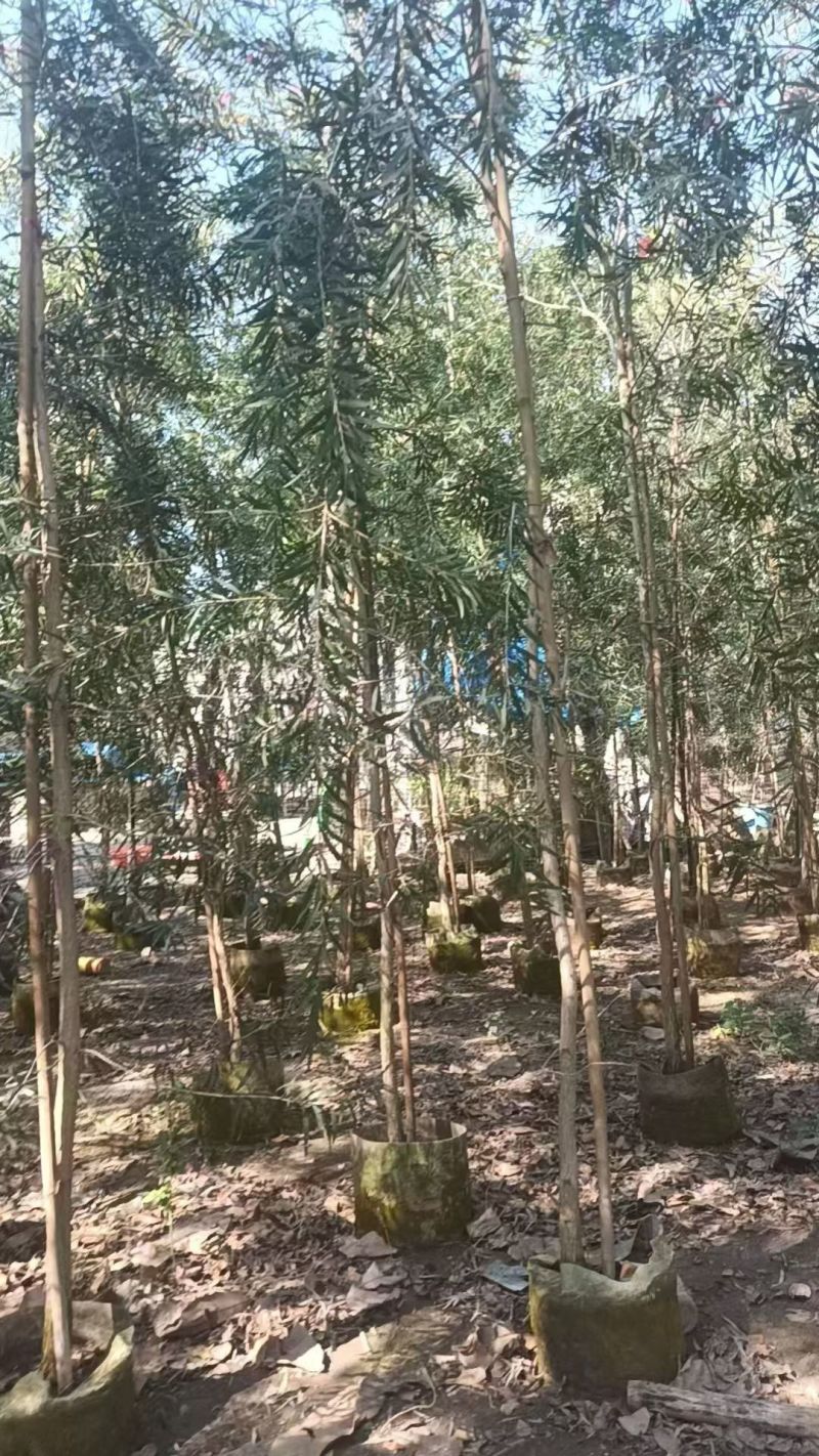 串钱柳2-4分，大量低价出售
