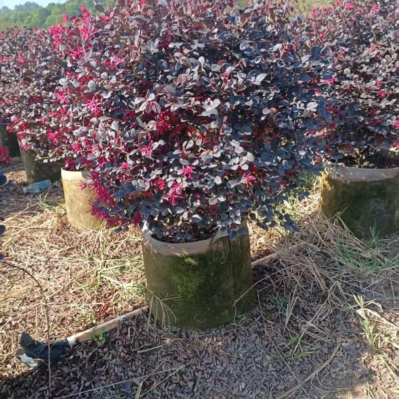 80高40布袋红继木球大量出售