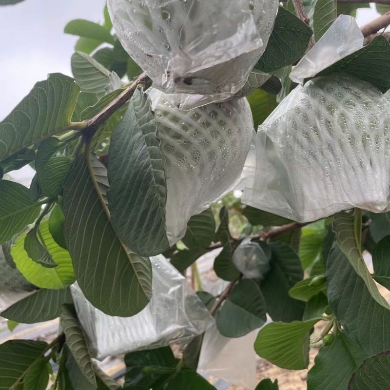 红宝石芭乐红心番石榴