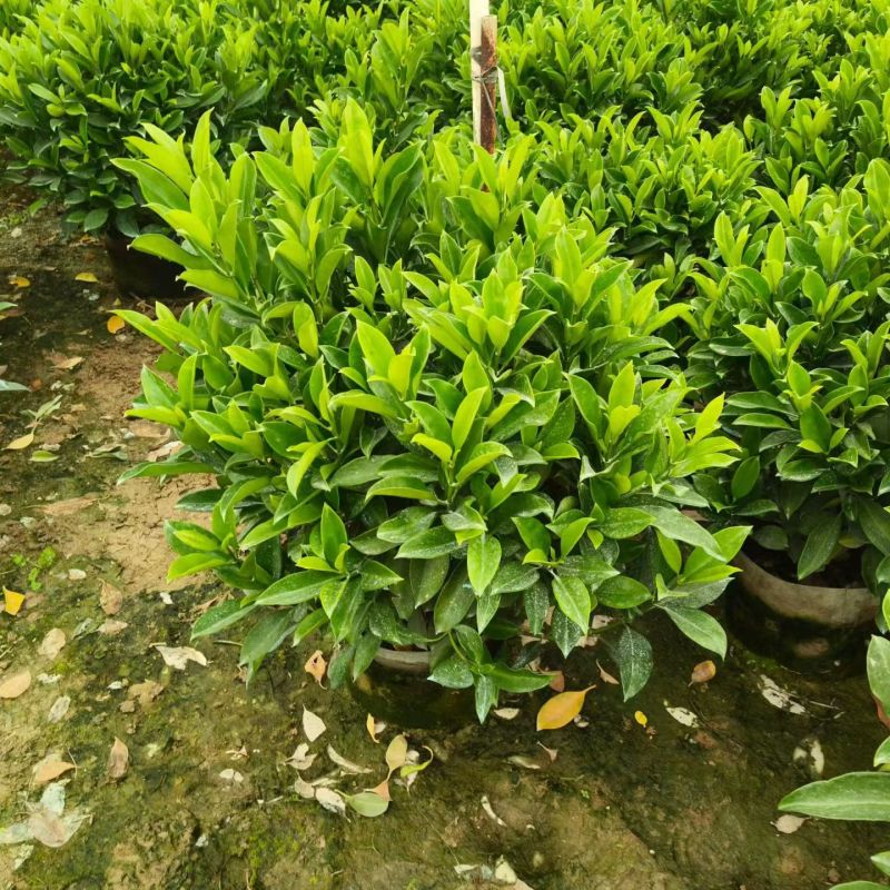 非洲茉莉球50至100高大量出售