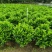 非洲茉莉球50至100高大量出售