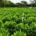 非洲茉莉球50至100高大量出售