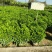 非洲茉莉球50至100高大量出售