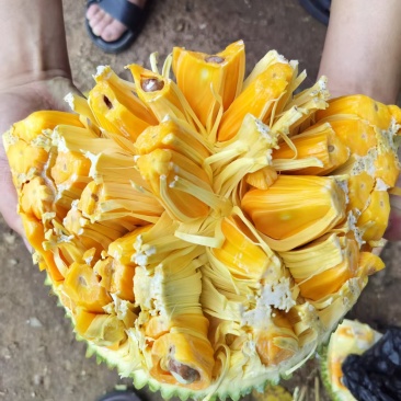 海南菠萝蜜黄肉红肉批发全国发货！