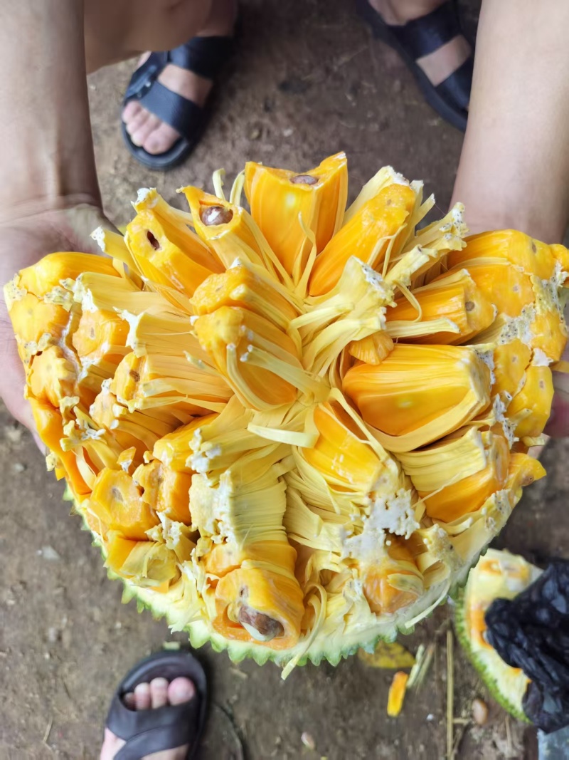海南菠萝蜜黄肉红肉批发全国发货！