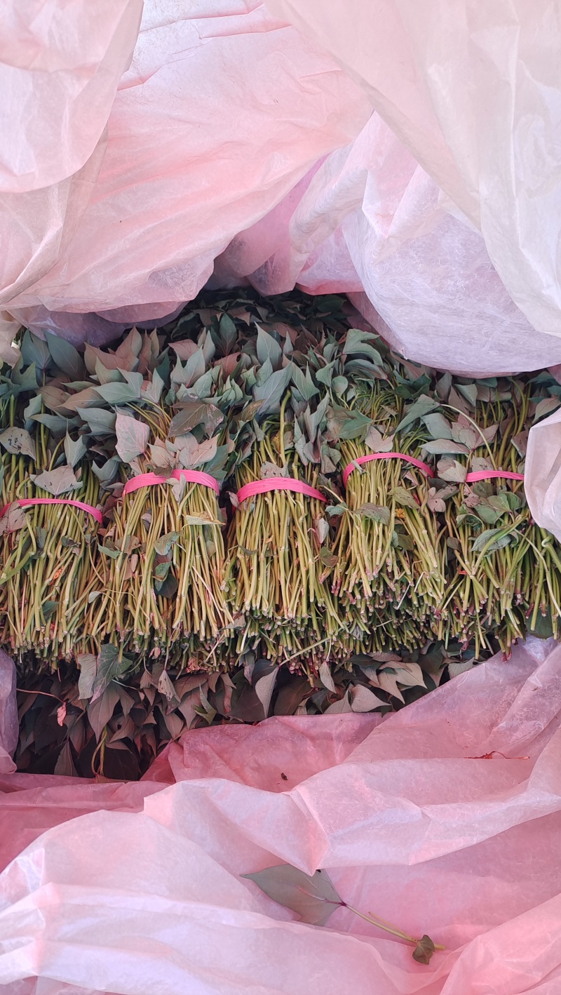 洛薯13红薯苗基地直发可视频看货欢迎来电采购洽谈对