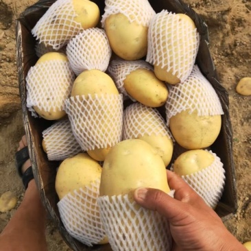 新希森6号，纸箱包装，套网，基地直供