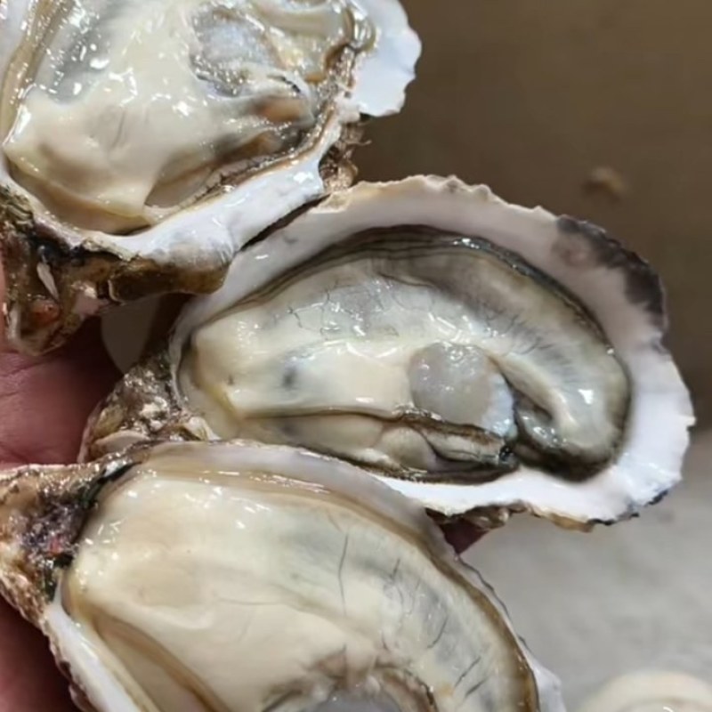 新鲜田螺，大量批发