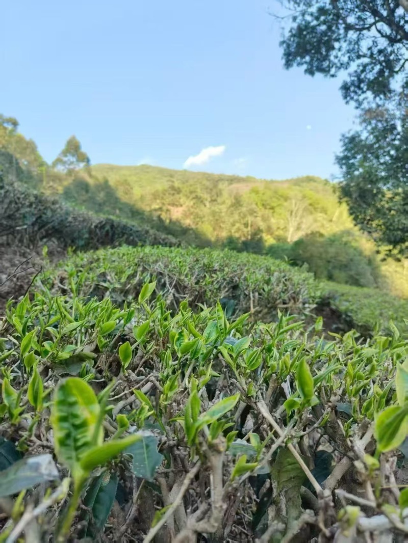 普洱绿茶2026年新茶香回甘好耐泡