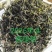 普洱绿茶2026年新茶香回甘好耐泡