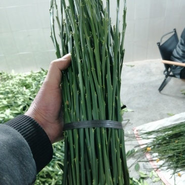 广西融安脆密金桔嫁接枝条大叶滑皮金桔嫁接枝条