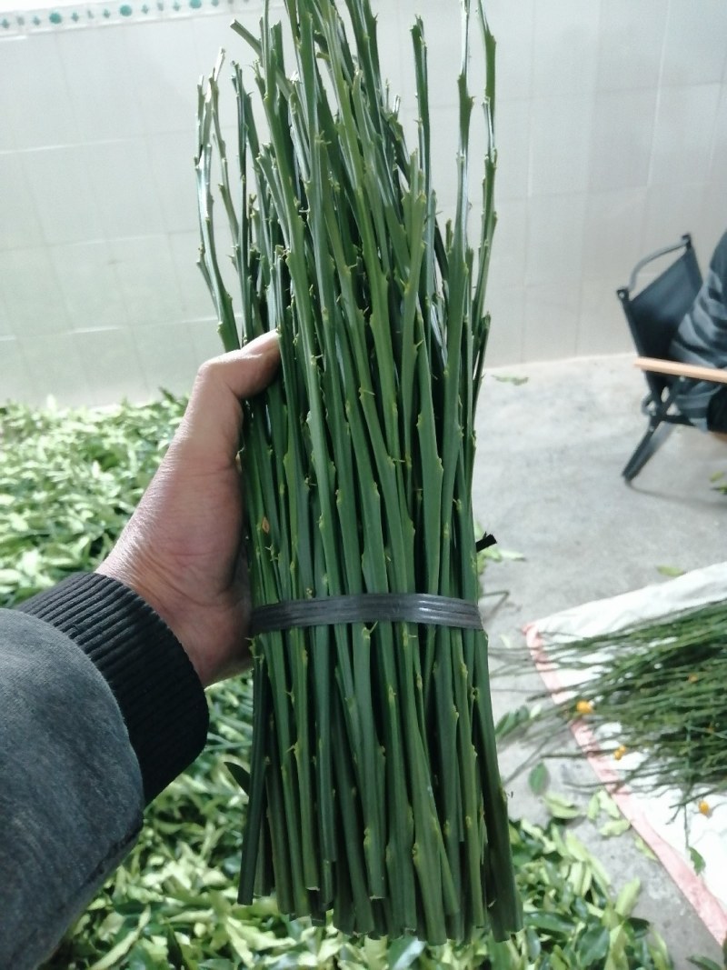 广西融安脆密金桔嫁接枝条大叶滑皮金桔嫁接枝条