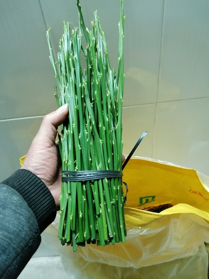 广西融安脆密金桔嫁接枝条大叶滑皮金桔嫁接枝条