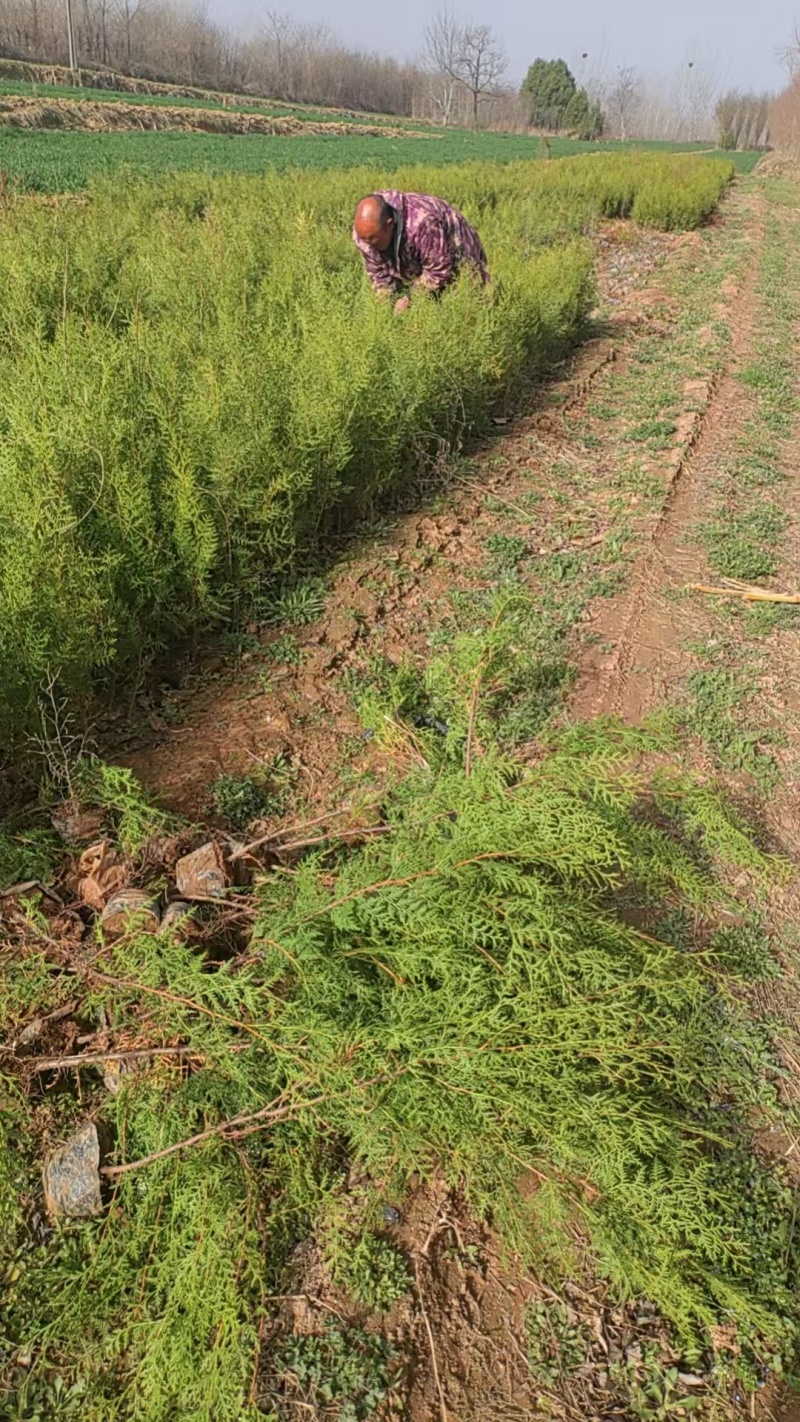 优质侧柏树苗，各种规格都有，有需要的老板抓紧联糸