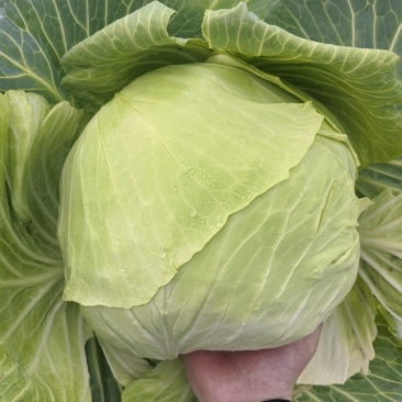 包菜