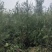 优质侧柏树苗，各种规格都有，有需要的老板抓紧联糸