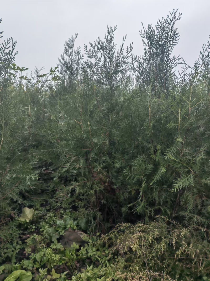 优质侧柏树苗，各种规格都有，有需要的老板抓紧联糸