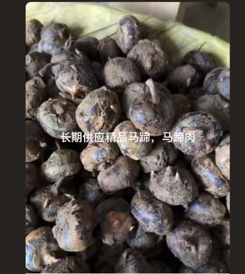 长期供应毛马蹄，马蹄肉，真空包装。