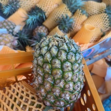 凤梨