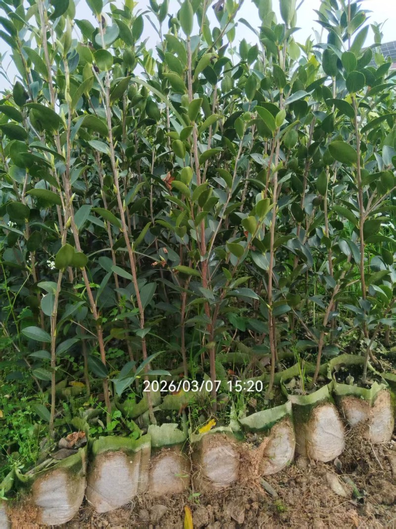 湘林系.长林系列油茶裸根苗.杯苗基地直销手续齐全