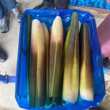 广东福建精品茭白大量出售