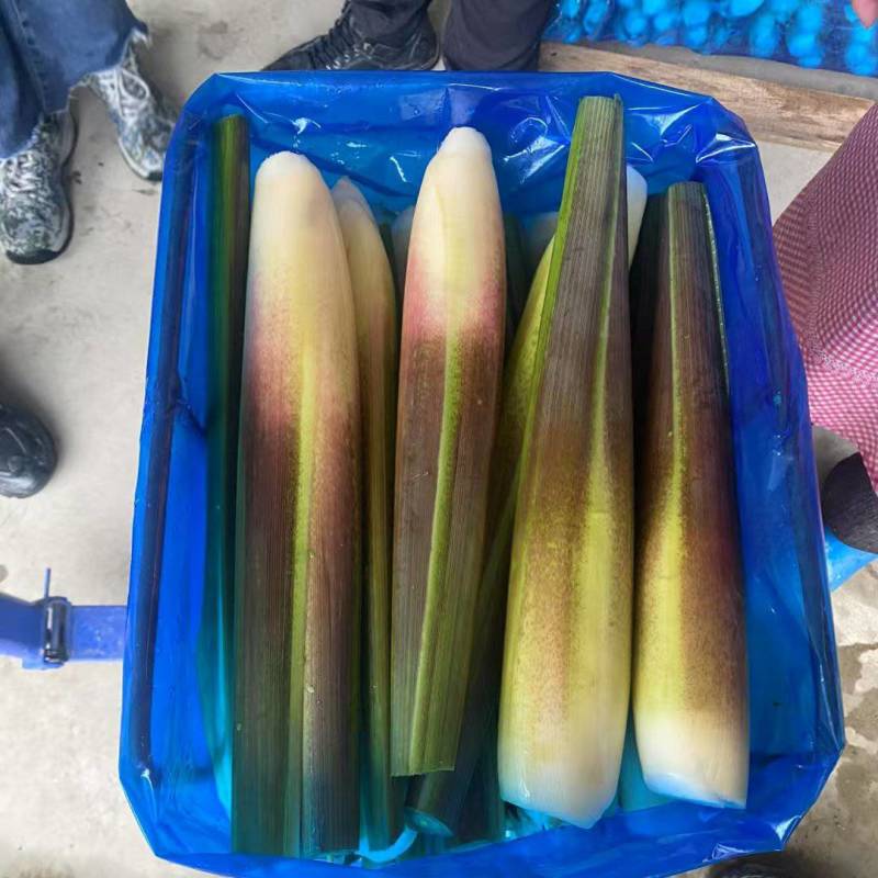 广东福建精品茭白大量出售