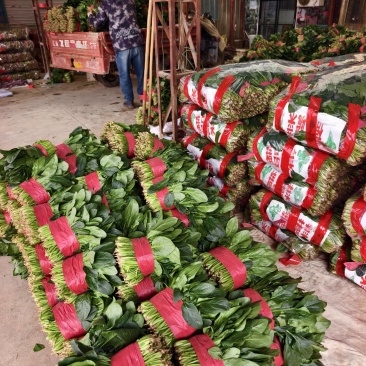 菠菜大量供应，代发，全国，货源充足