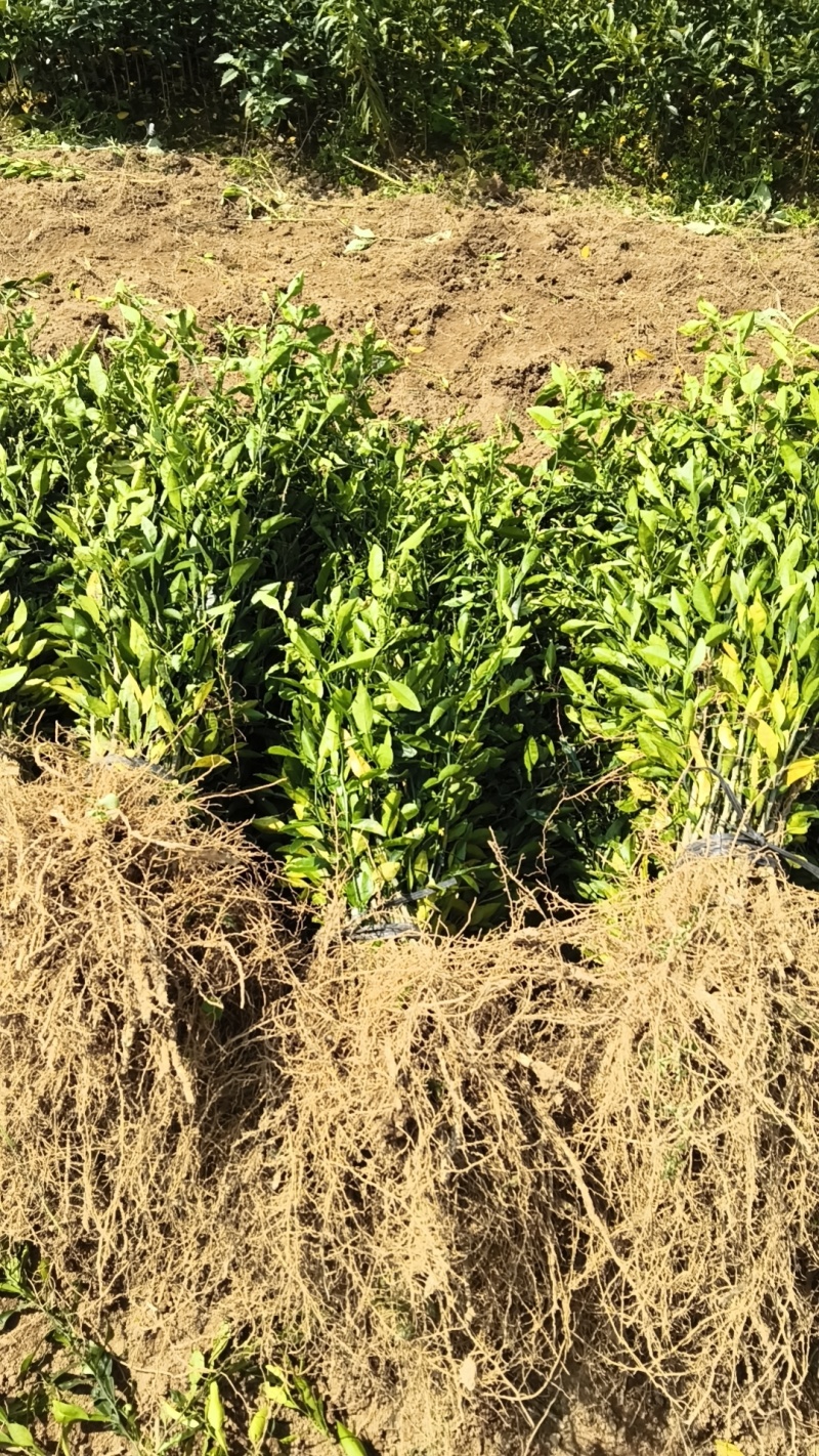香橙苗小叶软枝香橙苗包邮免运费量大可以专车直达