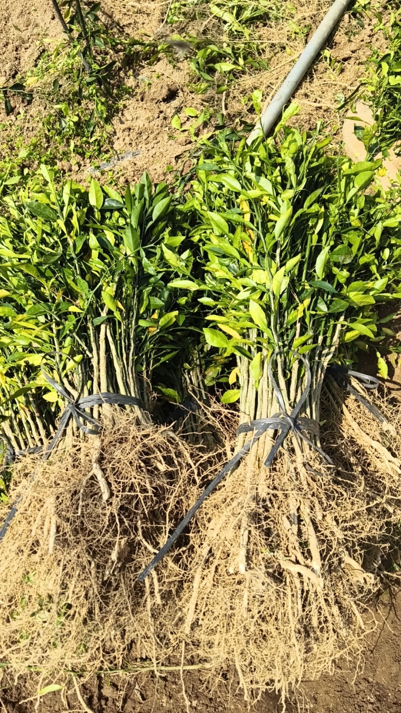 香橙苗小叶软枝香橙苗包邮免运费量大可以专车直达