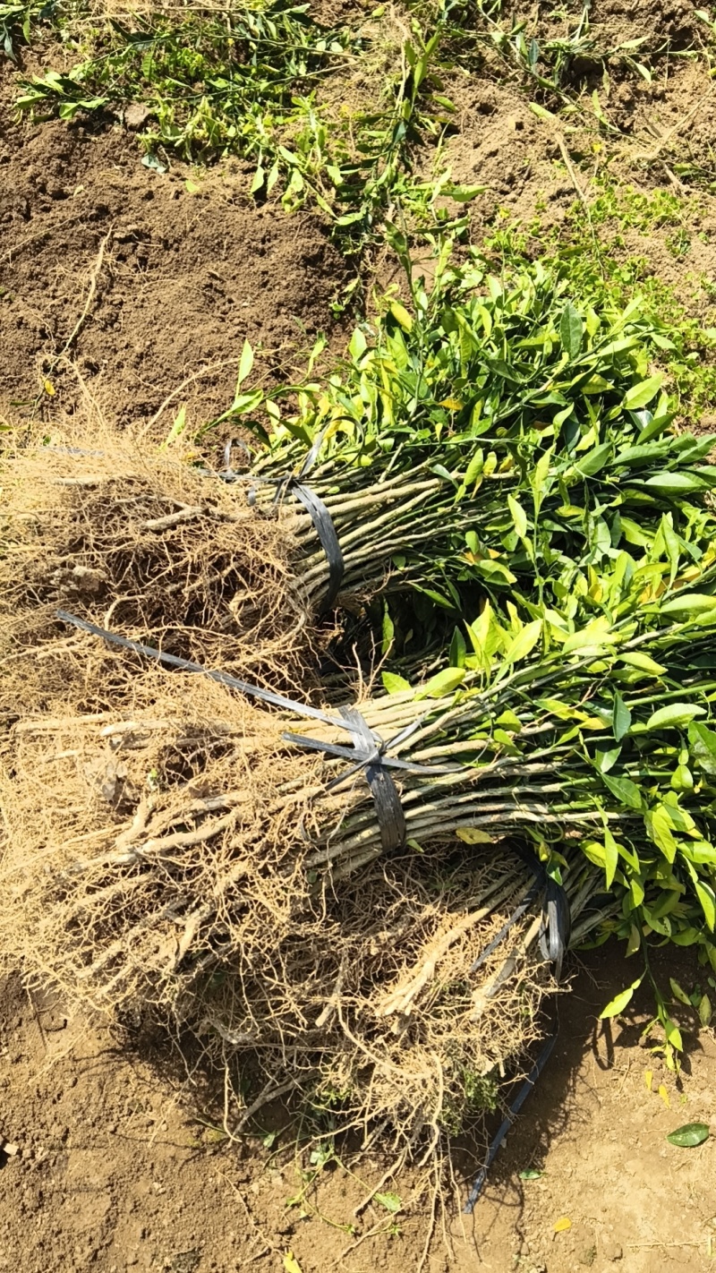 香橙苗小叶软枝香橙苗包邮免运费量大可以专车直达