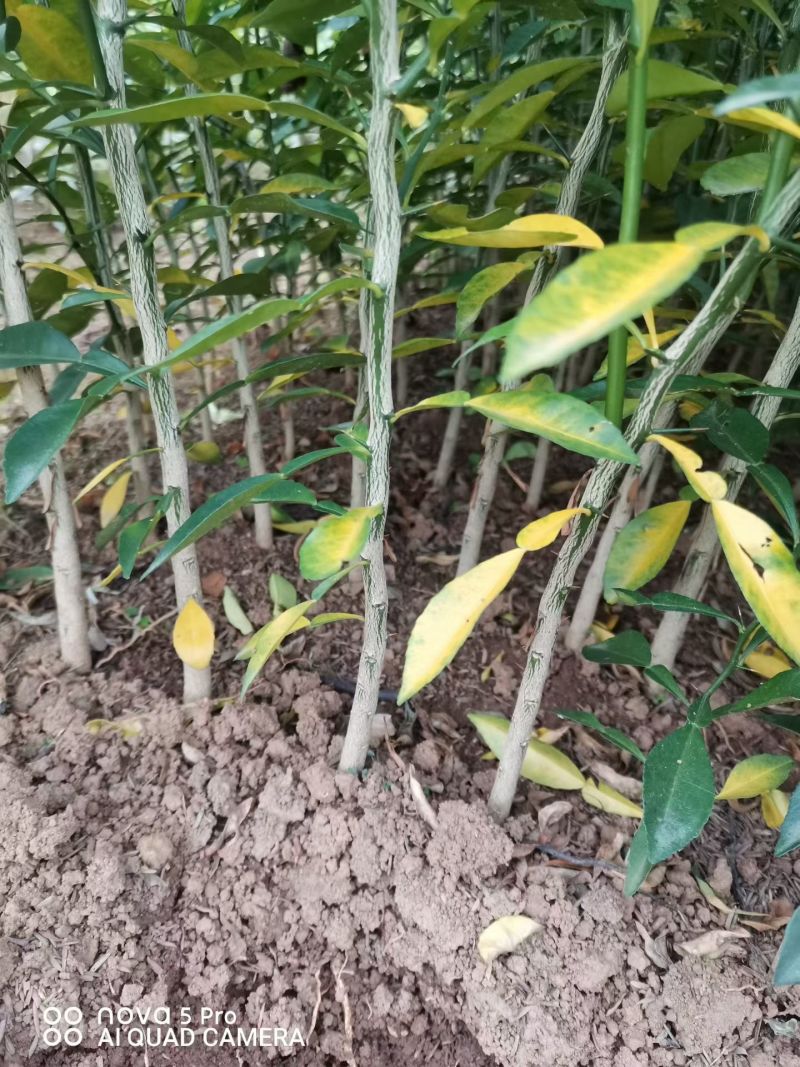 香橙苗小叶软枝香橙苗包邮免运费量大可以专车直达