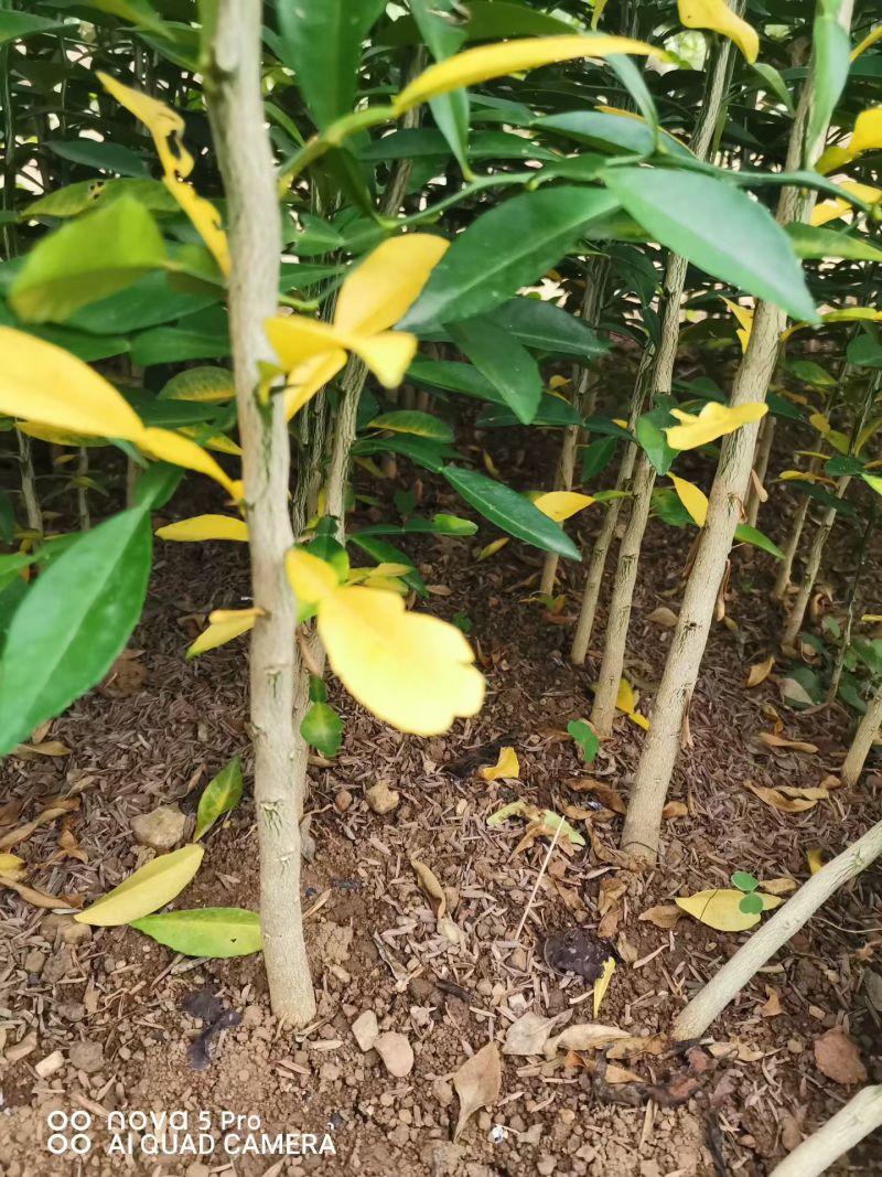香橙苗小叶软枝香橙苗包邮免运费量大可以专车直达