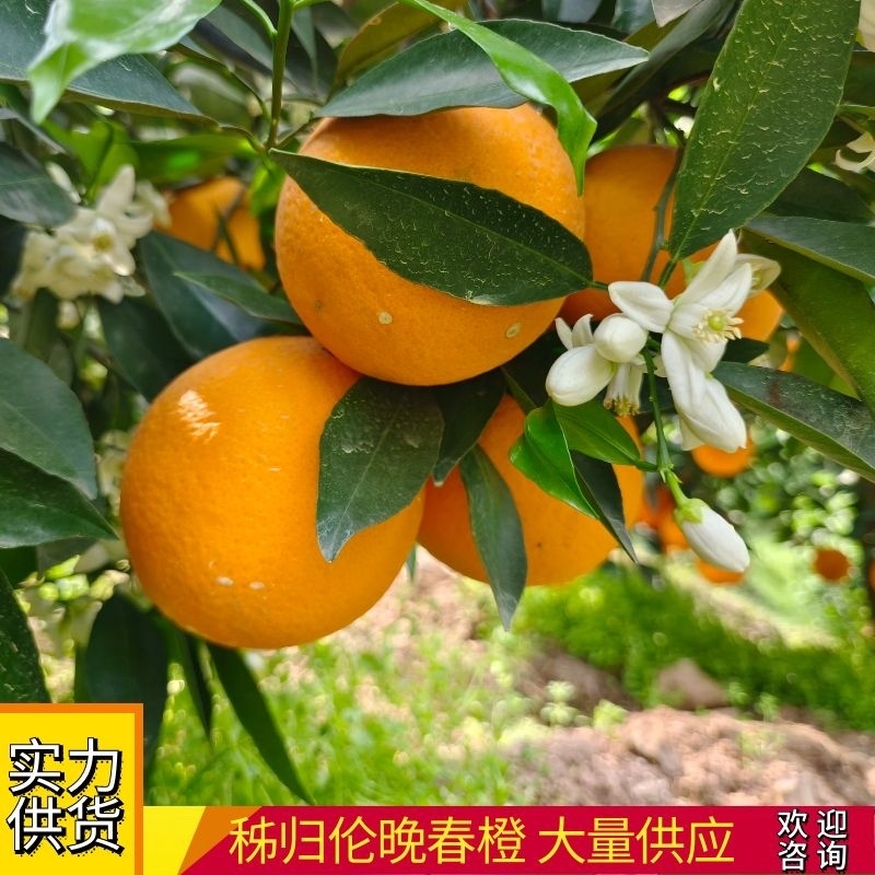 【推荐】湖北秭归伦晚脐橙一手货源专业供应链实地看货采摘