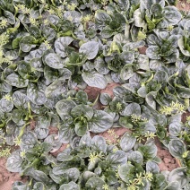 河南趴地菠菜