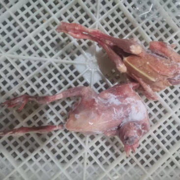 鸽子