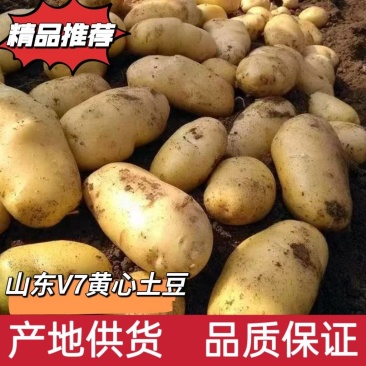 山东V7黄心土豆诚信供货品质保证欢迎电话咨询