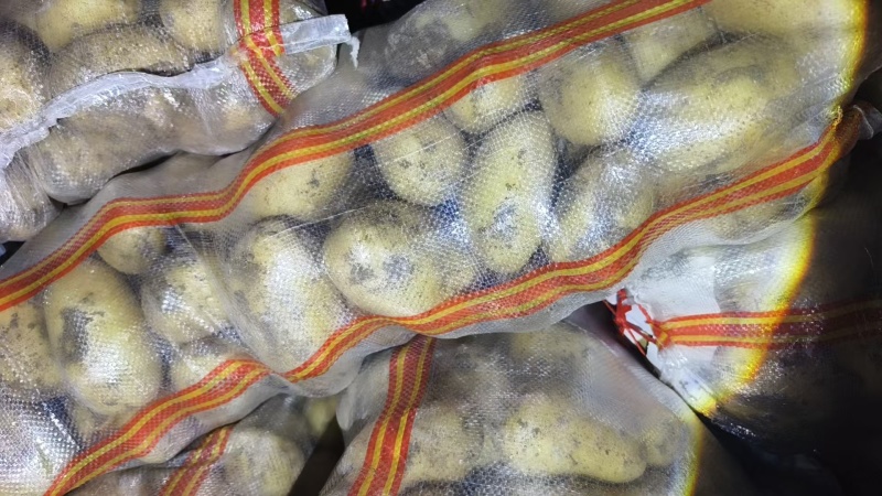 山东V7黄心土豆诚信供货品质保证欢迎电话咨询