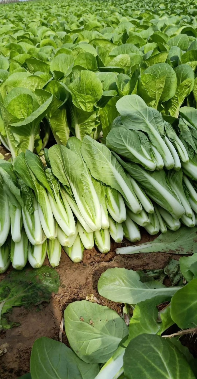 产地直销《小白菜》，小白菜，质量好，价格优