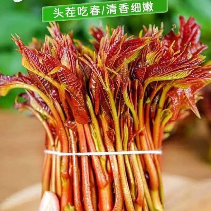 香椿