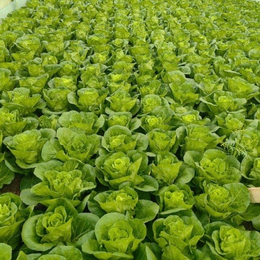 黄心白菜