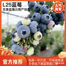 云南花香蓝莓L25F6L42F11等外果欢迎电话咨询