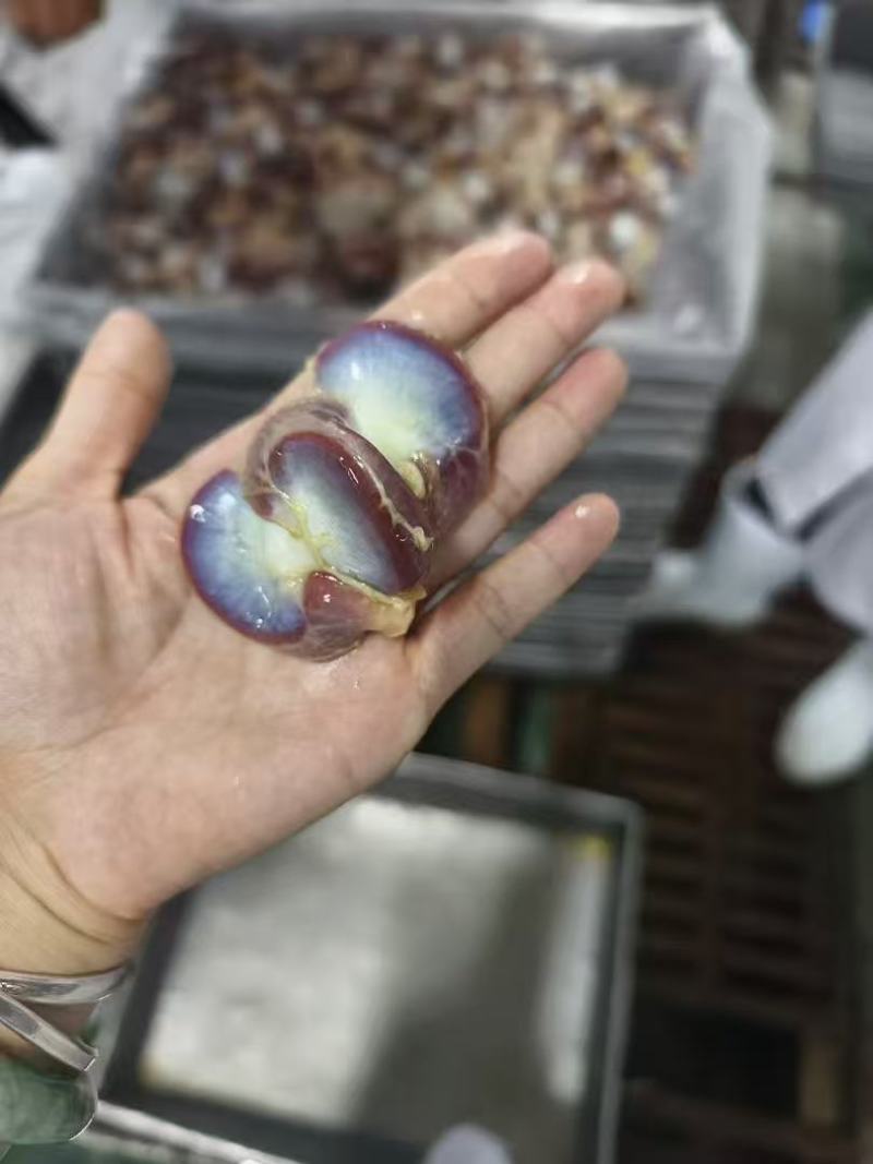 老母鸡板冻鸡胗10吨