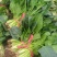 大叶菠菜